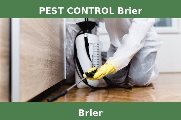 PEST CONTROL Brier